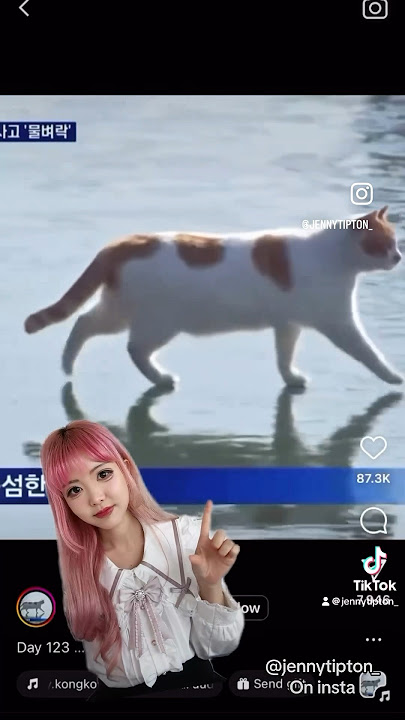 VIRAL FROZEN CAT HANGANG RIVER #korea #trend #koop