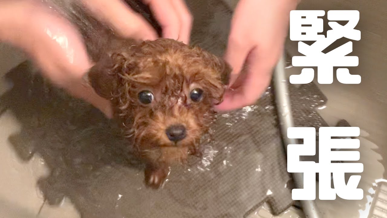 【緊張】お風呂が苦手なトイプードルの子犬。シャンプー2回目だけど慣れません.. YouTube