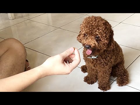 Video: Bagaimana Mengajar Puppy untuk Duduk, Menginap dan Tunggu