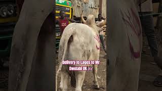 Delivery Process of a Giant Cow to Mr Owolabi Lagos UK 🇬🇧#shorts