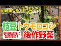【トウモロコシ・枝豆栽培】収穫後に差がつく！作業のコツと後作野菜【シェア畑】【農園ライフ】