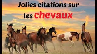 Belles Citations Sur Les Chevaux Youtube