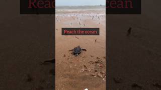 Baby Sea Turtle Survival Journey | Wildlife Survival Moments