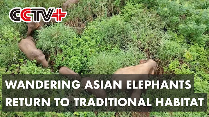 Wandering Wild Asian Elephants return to traditional habitat - DayDayNews