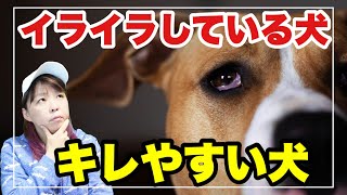 キレやすい犬 イライラしている犬 原因は 飼い主さんにできることは Youtube
