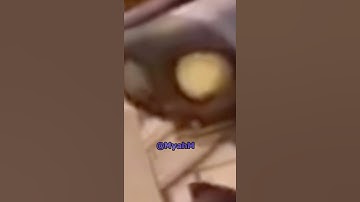 BARON VON BATS VS CHOMPER  Watch the end please 🤣 #baronvonbats #pvz #pvzgw2 #fyp