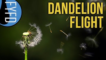 The Extraordinary Flight of Dandelion Seeds