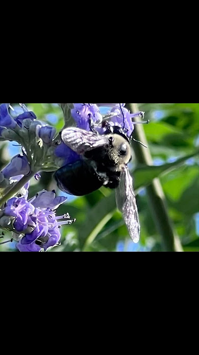 Beautiful carpenter bees pollinate the Chaste Tree #wildlife #nature #garden   #cutebee #shorts #fyp