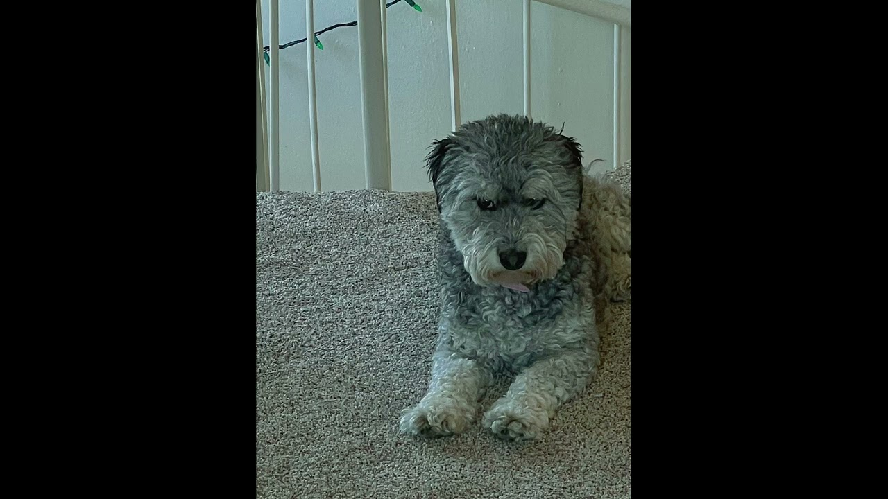 SEB - bobby (alex g cover)