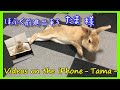 iPhoneで撮影した懐かしい動画 Part 2 たま様 編 #062