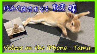 iPhoneで撮影した懐かしい動画 Part 2 たま様 編 #062