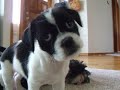 confused puppy