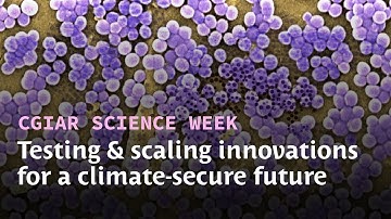 Trailer | CGIAR Science Week | Testing and scaling innovations for a climate-secure future