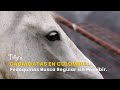 Cabalgatas en Colombia: Fedequinas Busca Regular sin Prohibir - TvAgro por Juan Gonzalo Angel
