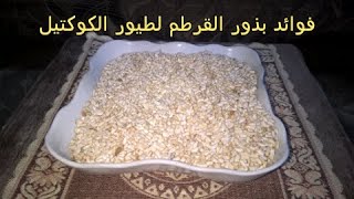 فوائد بذور القرطم(بذورالعصفر) لطيور الكوكتيل