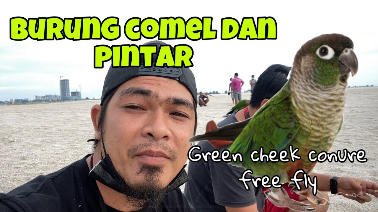 GREEN CHEEK CONURE free fly / awas racun parrot