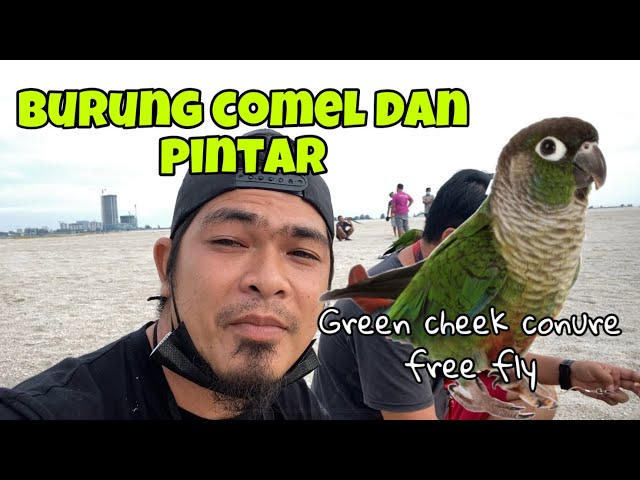 GREEN CHEEK CONURE free fly / awas racun parrot class=