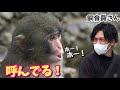 【パンチくん🐵】ホーホー鳴きは世界中に届くよ〜！まるで人間みたい♡