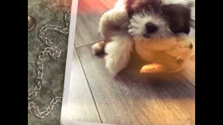 Lhasa apso Cute puppy muffin Resimi