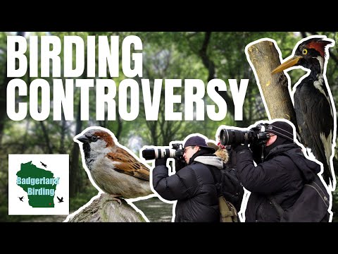 Video: Bird Watching Hotspots v Austinu