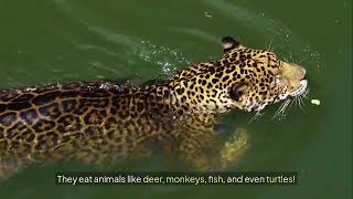 Jaguars: Learn All You Need To Know!