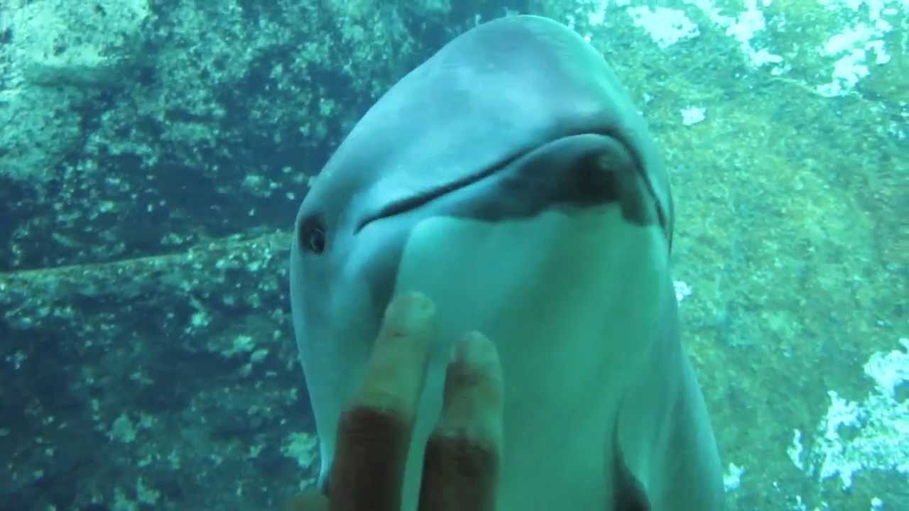 Harbour Porpoises Jack & Daisy