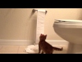 Kitten Discovers Toilet Paper