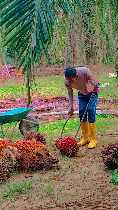 Amazing harvesting palm oil fruit #youtubeshorts #viralvideo #malaysia #palmoil #new #yt