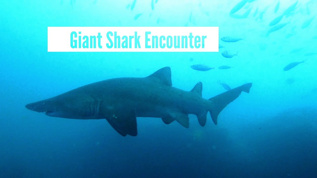 Close Encounter with 4m Shark II Sydney - Long Reef II Scuba Diving