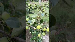 জাপানি ফল পার্সিমন  #rells #agriculture
