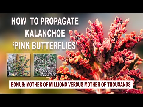 Video: Mother Of Thousands Plant Info - Hoe Kalanchoë Daigremontiana te kweken