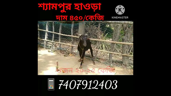Video 8586551: bengal cross, black bengal