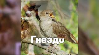 SoloWay - Гнездо (feat.VoroBay)