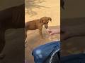 Que bello poder darles comidita #live #viralshort #pets #perros #mascotas