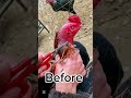 After 3 minutes #aseelhenfarm #aseelmurga #roosterfarm #cricketmatch #chicken #aseelhen #rooster #bi