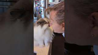 Toonses feline eskimo kisses