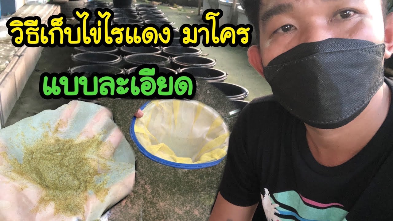 วิธีเก็บไข่ไรแดง มาโคร   #ไรแดงมาโคร #ปลากัดสวยงาม แม่สอด