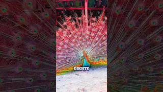 This Man Has World's Most Stunning Peacocks