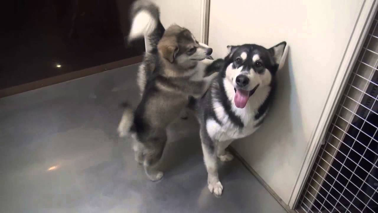 ヤバカワ アラスカンマラミュートの子犬と成犬のじゃれあい Alaskan Malamute Youtube