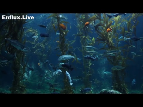 lofi hip hop radio aquarium 24/7 - beats to work/study/chill