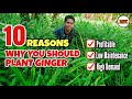 10 Reasons Why You Should Try to Plant Ginger | Ginger Farming Update | Philippines