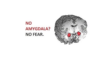 Robert Sapolsky The Biology of Fear, Agression, Moral Disgust  Amygdala and insular cortex