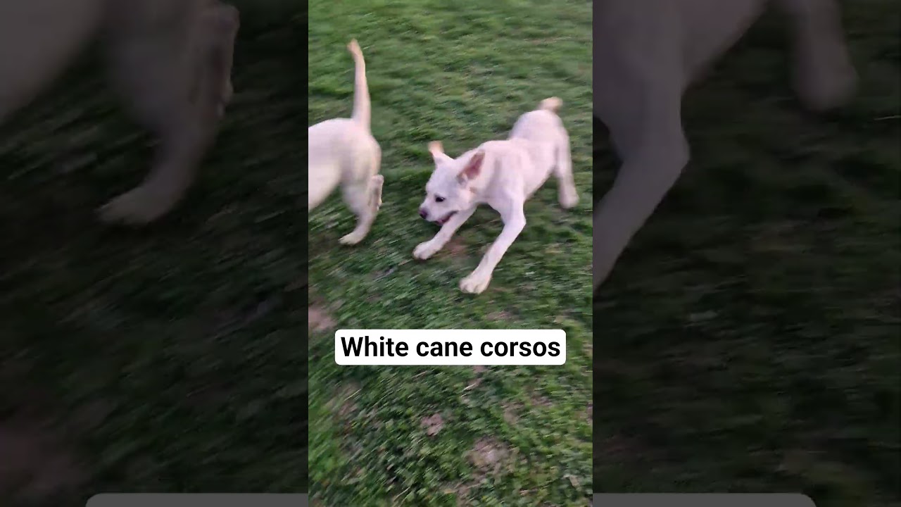 White came corsos in Maxima lux kennel. #whitecanecorso, #europeanbreeder, #maximaluxkennel