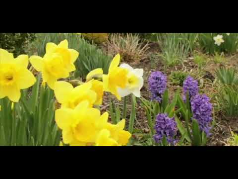 Video: Luam Tawm Ntawm Hyacinths