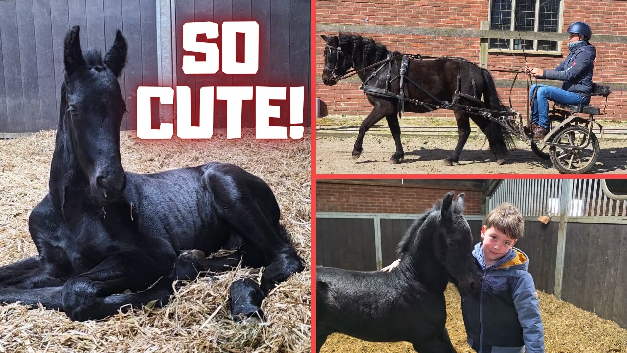 Everyone Falls in Love😍 with Our New Foal! + Carriage Driving | Friesian Horses