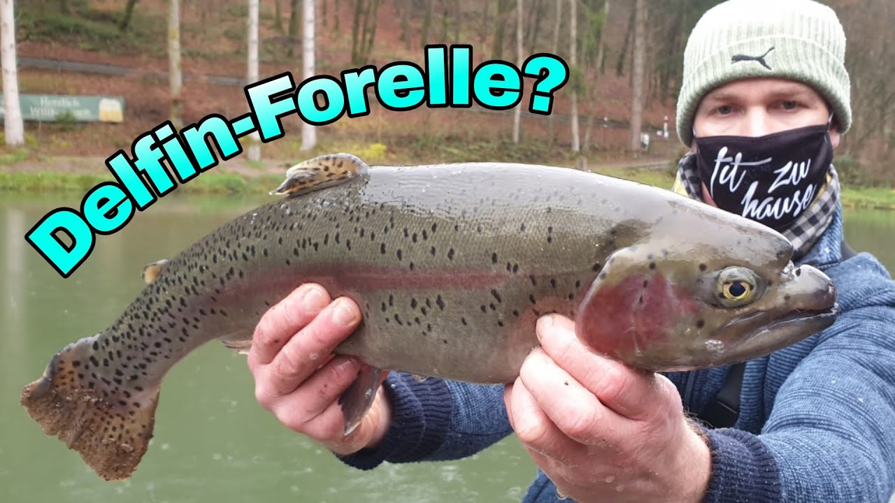 Delfin-Forelle am Friesenweiher? + Unterwasseraufnahmen