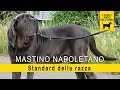 Mastino Napoletano - Standard della razza