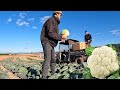 My Last Cauliflower Harvest