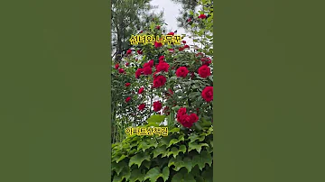 산책길 야생화 너무높은곳에 장미 이찬원 선녀와 나무꾼 