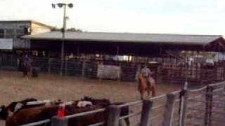 cows 008.AVI